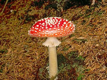 Load image into Gallery viewer, Aminata Mushroom Cap Zipper Tape